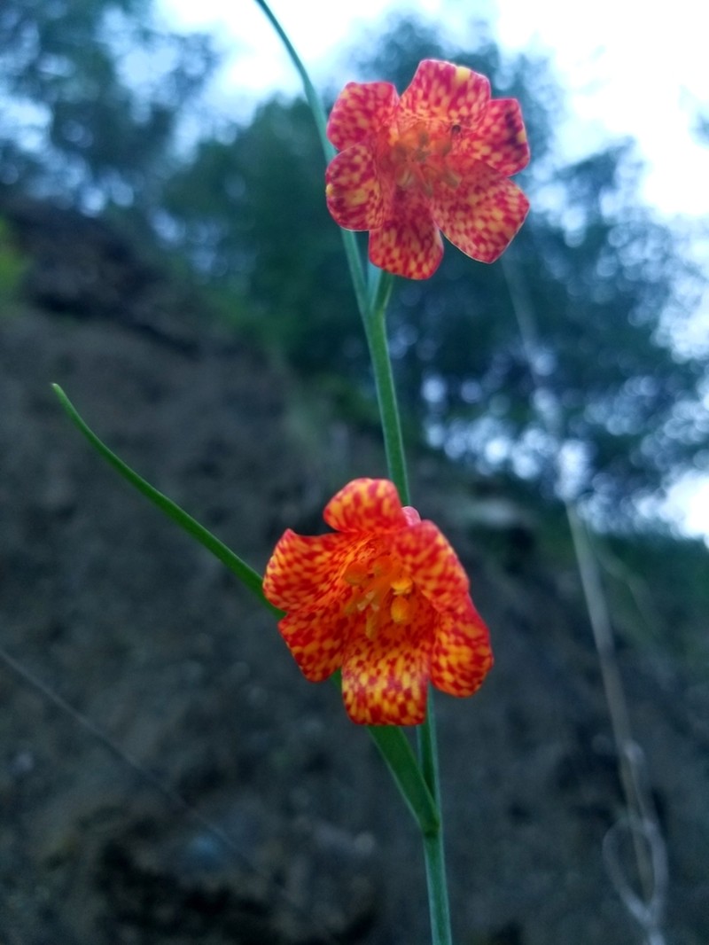 Scarlet Fritillary photo 6