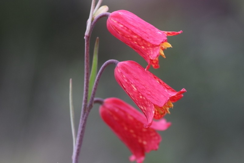 Scarlet Fritillary photo 7