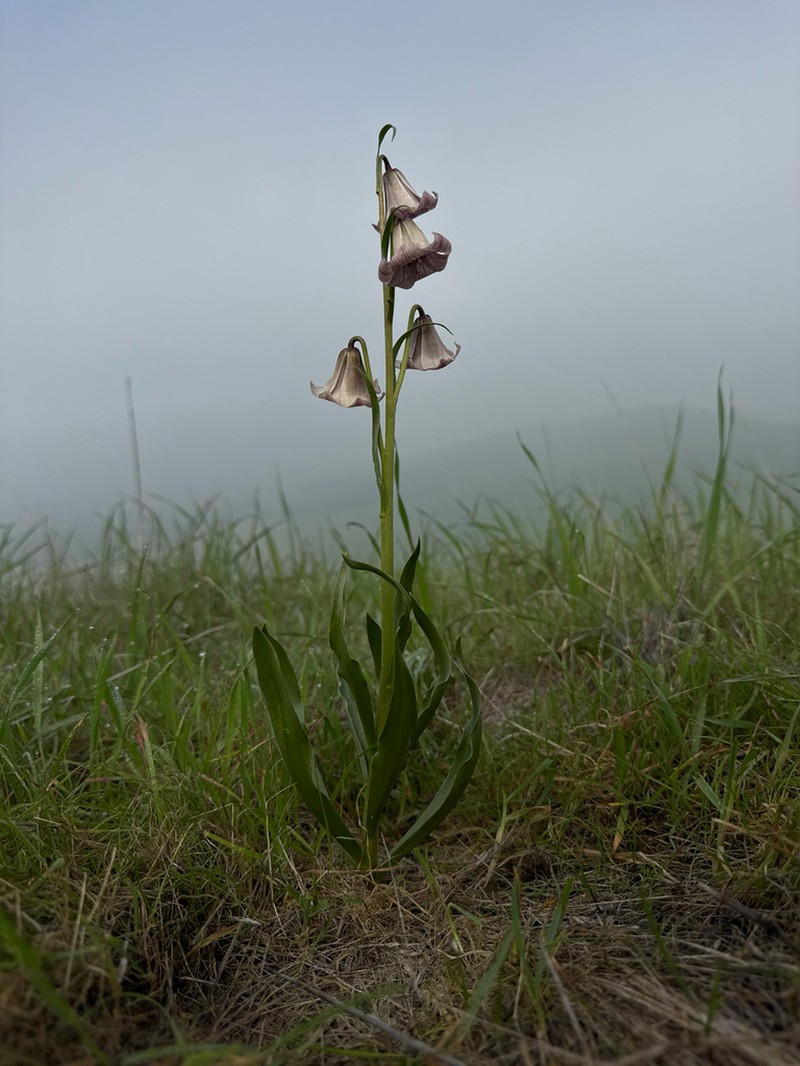 Striped Abobe Lily