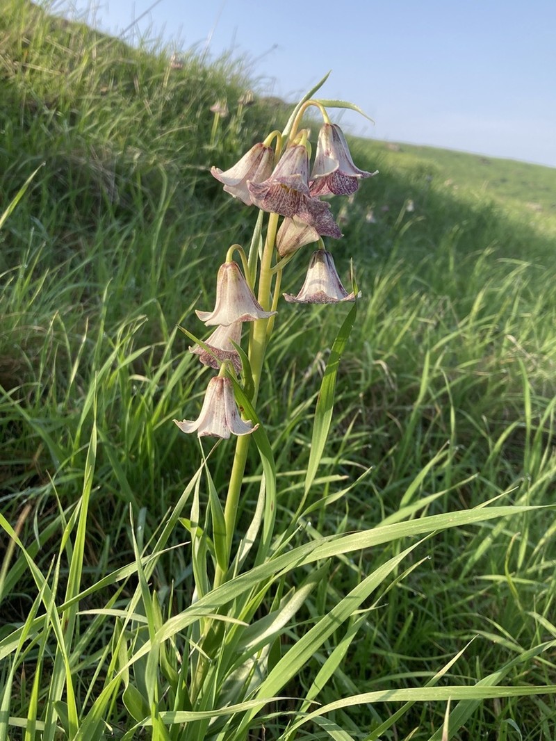 Striped Abobe Lily photo 2
