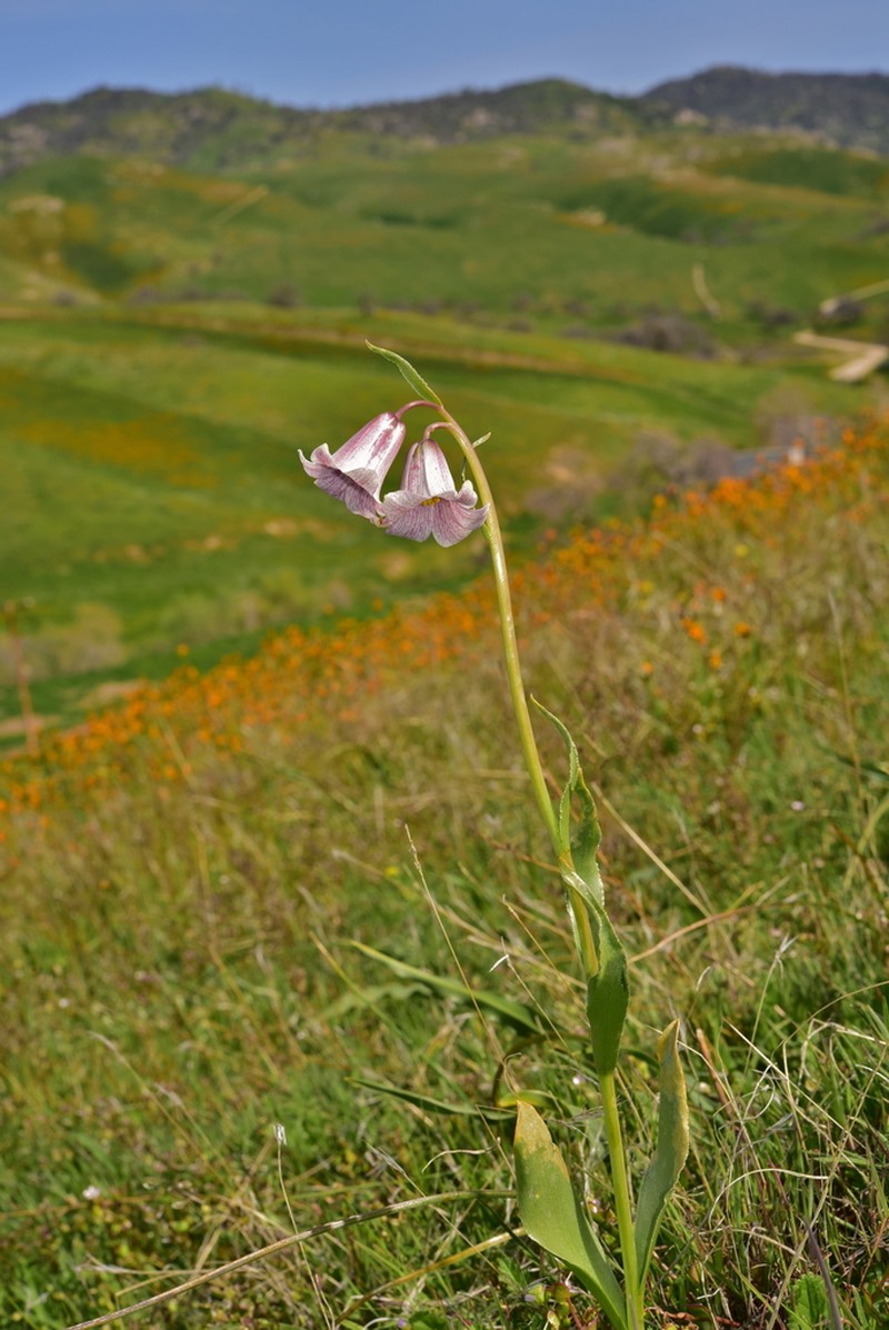 Striped Abobe Lily photo 3