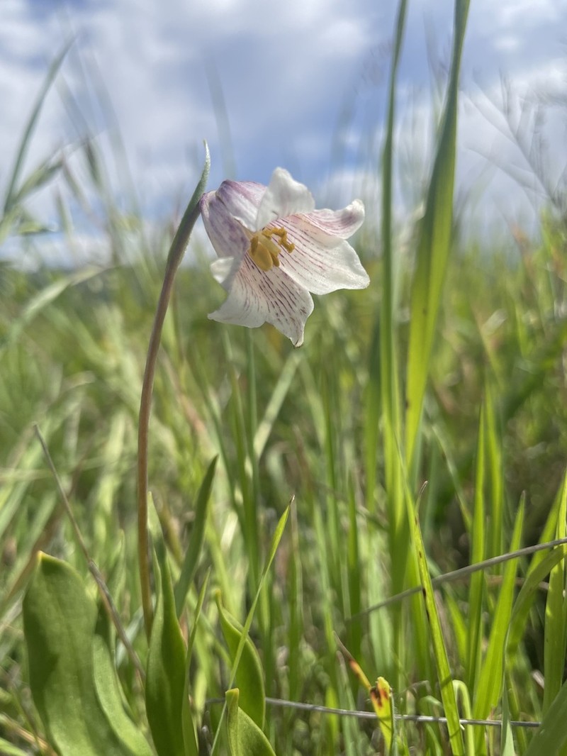 Striped Abobe Lily photo 4