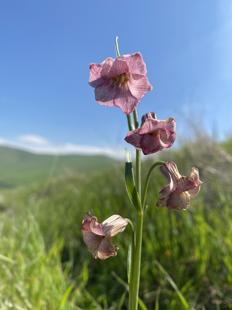 Striped Abobe Lily photo 5