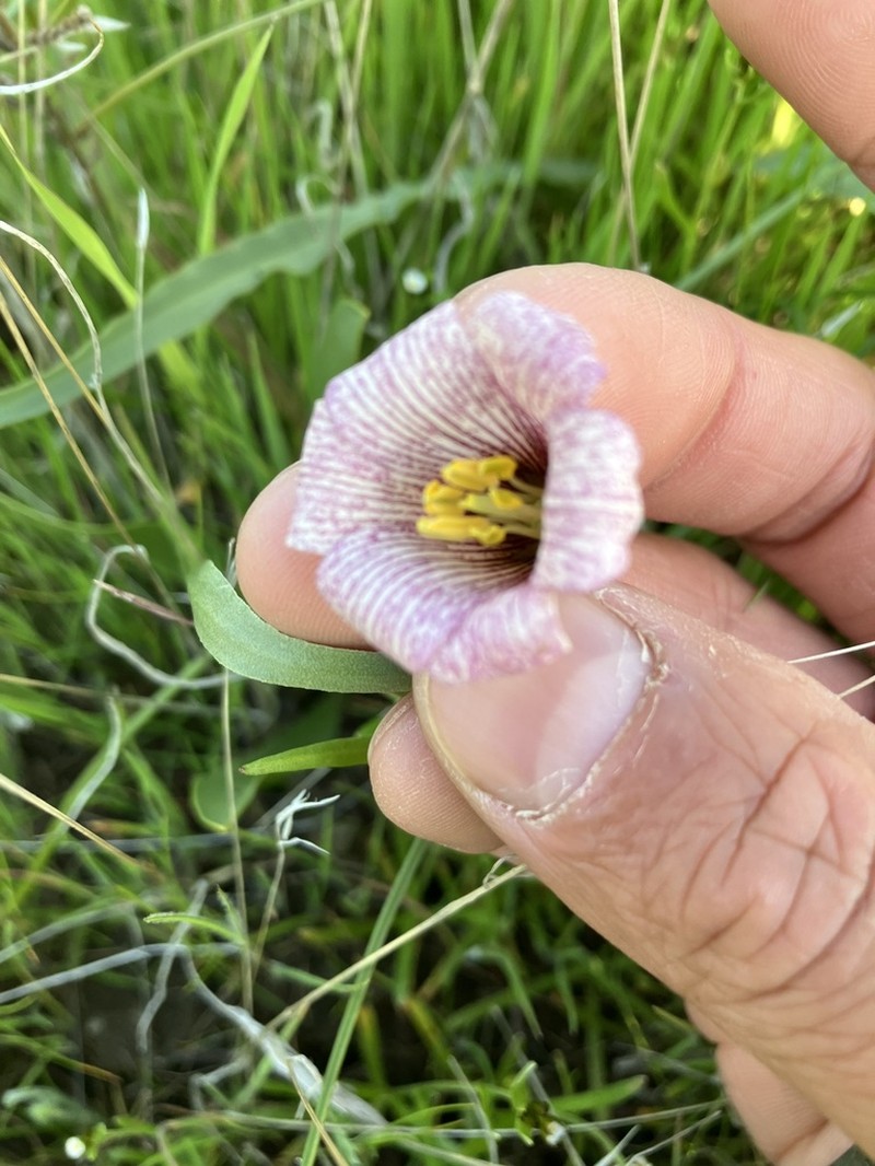 Striped Abobe Lily photo 6