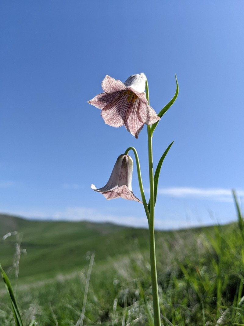 Striped Abobe Lily photo 7