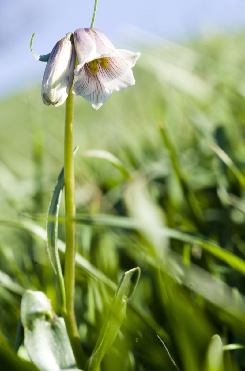 Striped Abobe Lily photo 8
