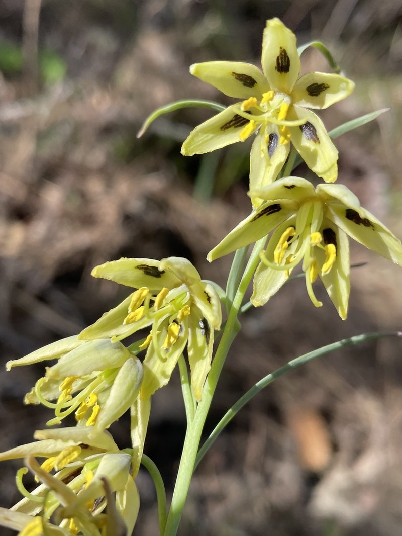 San Benito Fritillary photo 2