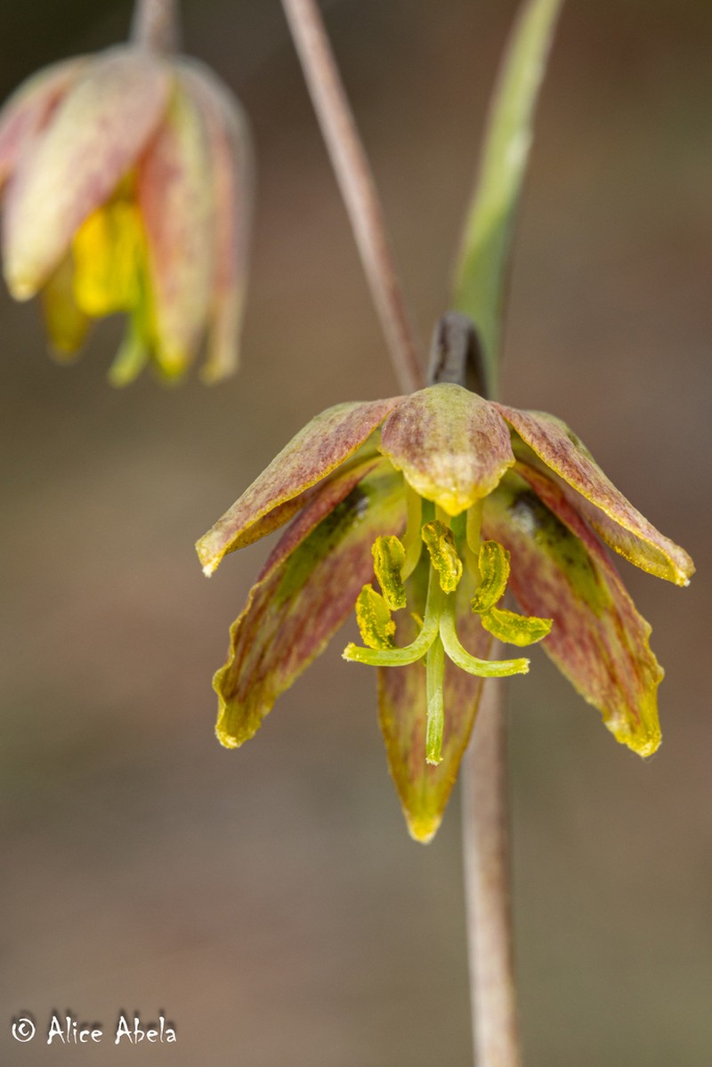 San Benito Fritillary photo 5