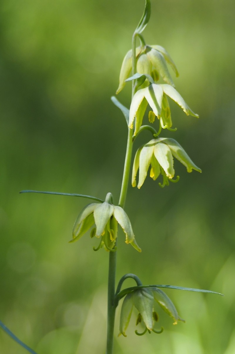 San Benito Fritillary photo 7