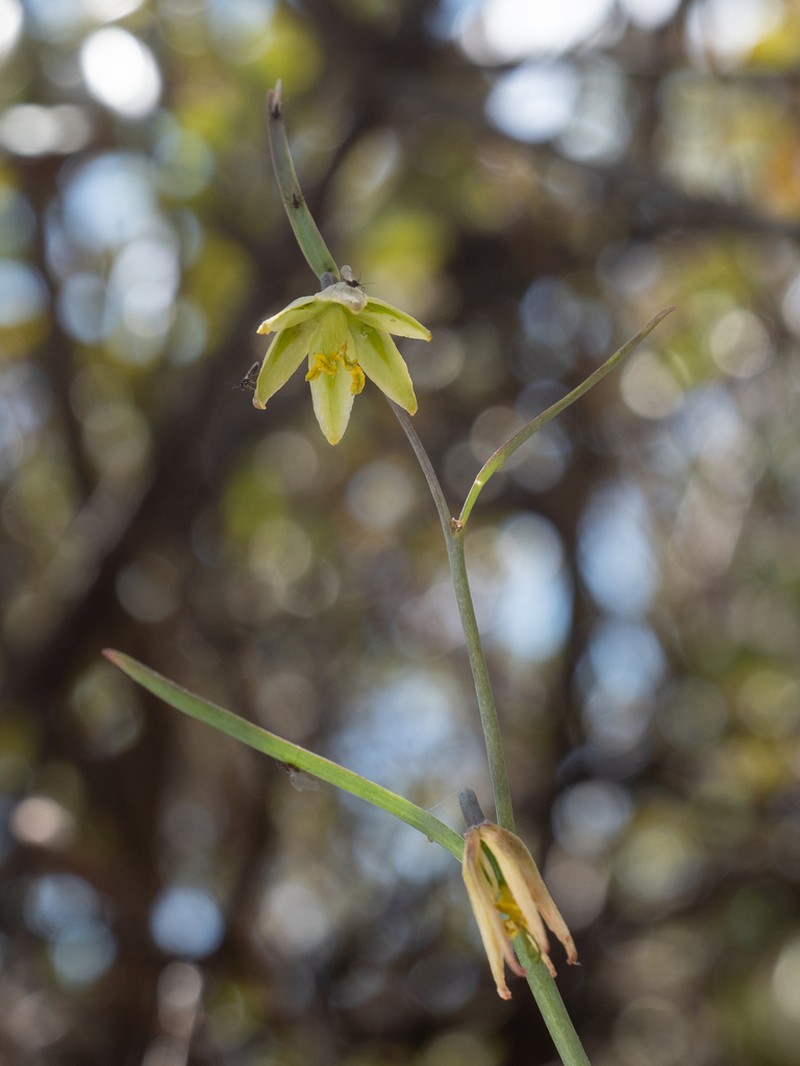 San Benito Fritillary photo 8