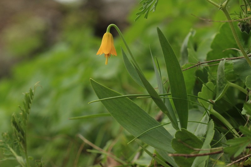 Fritillaria yalcinii