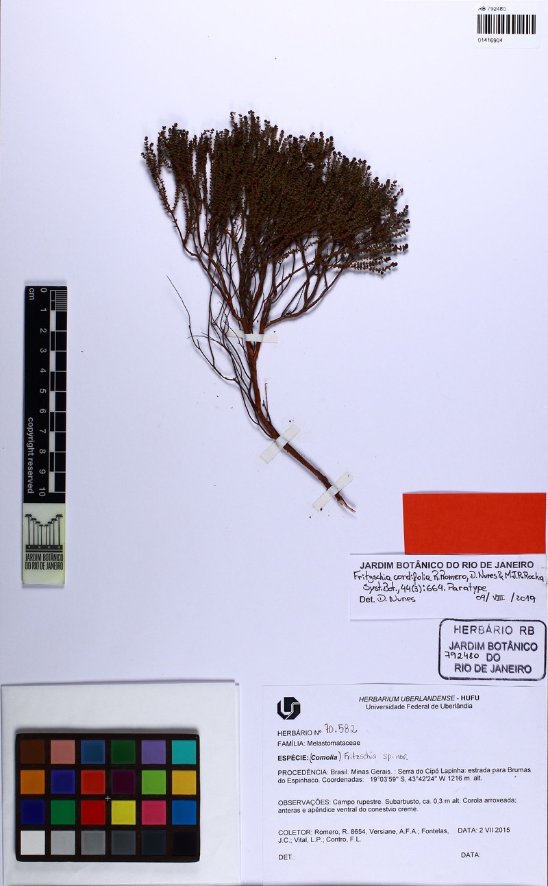 Fritzschia cordifolia