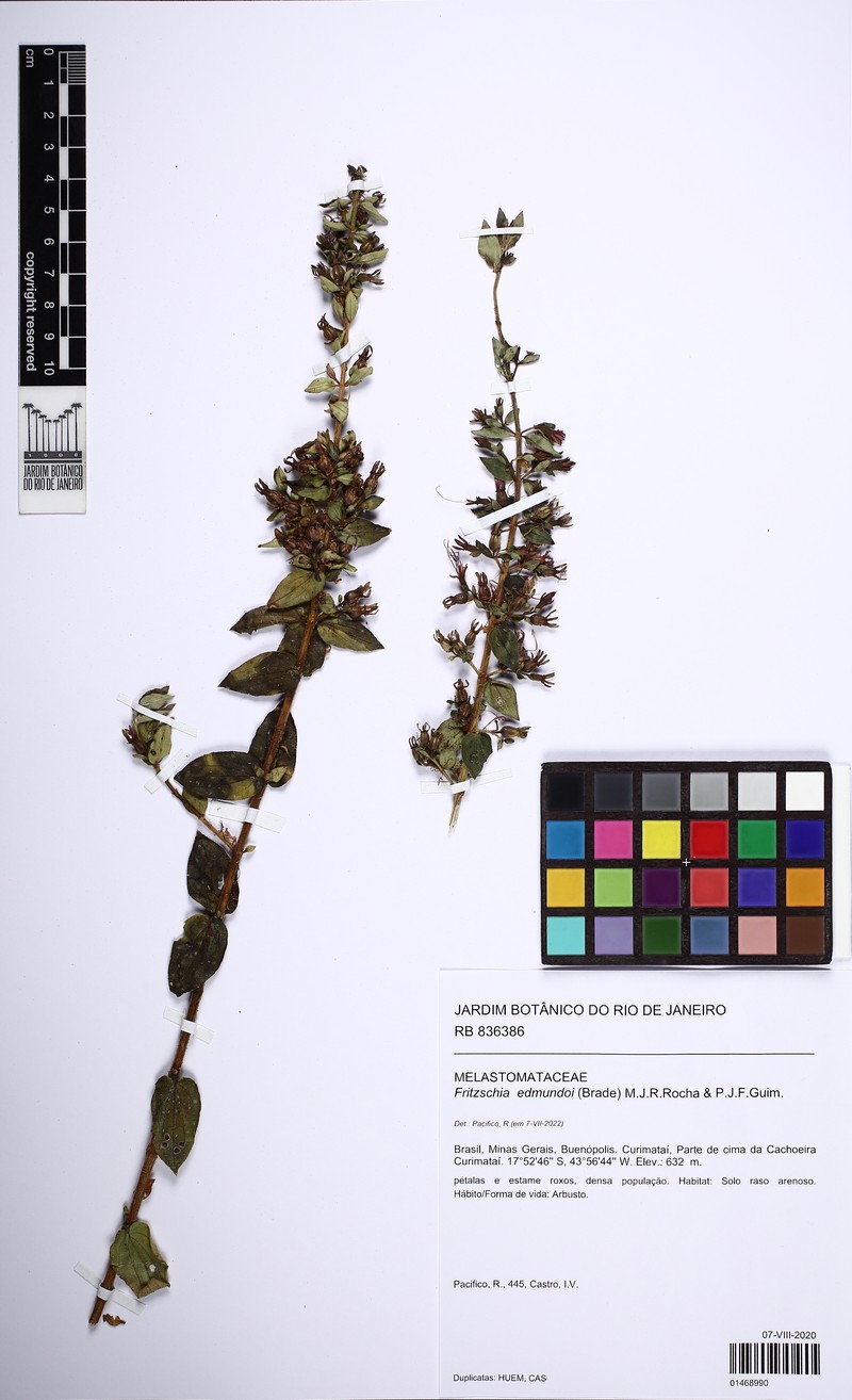 Fritzschia edmundoi