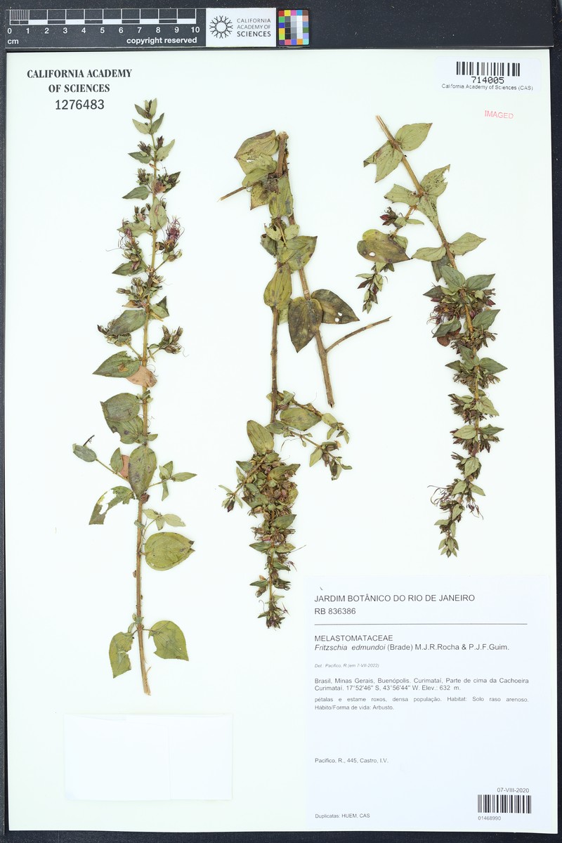 Fritzschia edmundoi photo 2