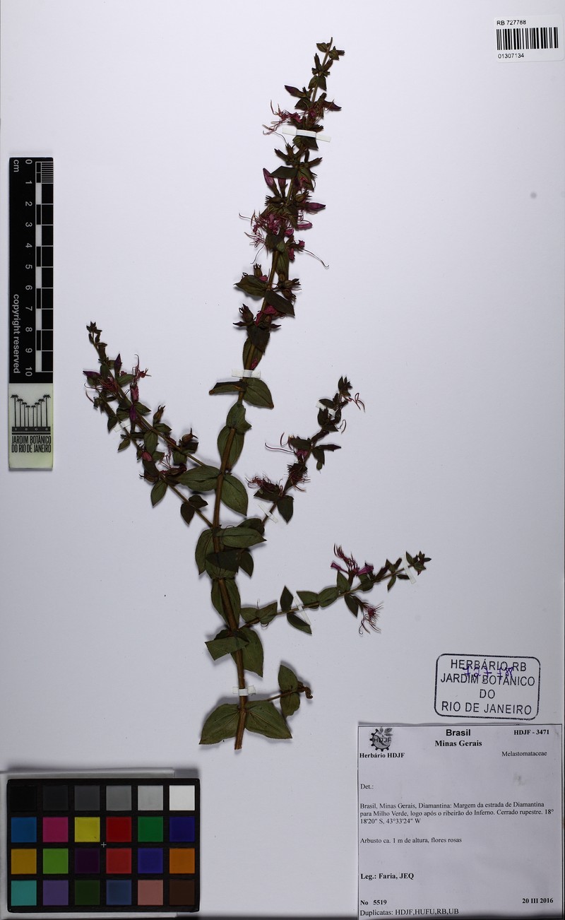 Fritzschia edmundoi photo 3