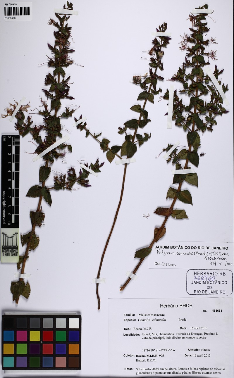 Fritzschia edmundoi photo 4