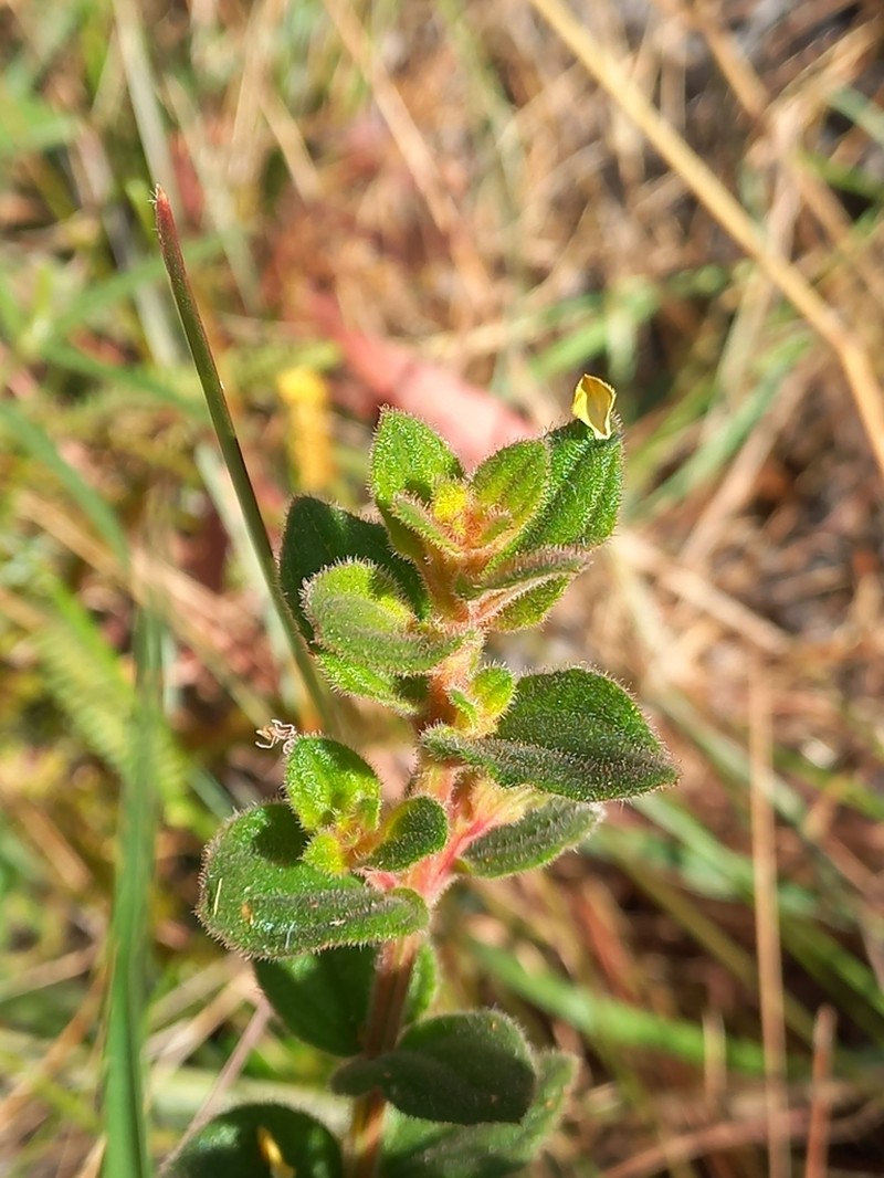 Fritzschia lanceiflora
