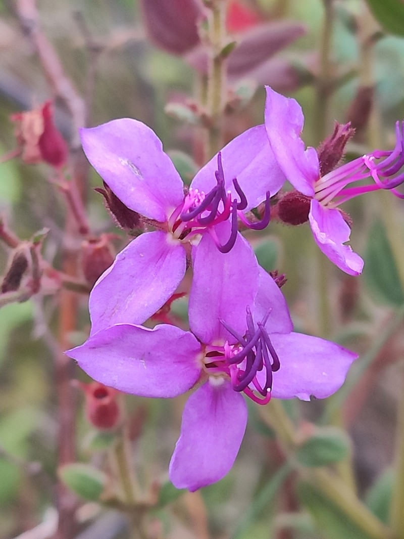 Fritzschia lanceiflora photo 2