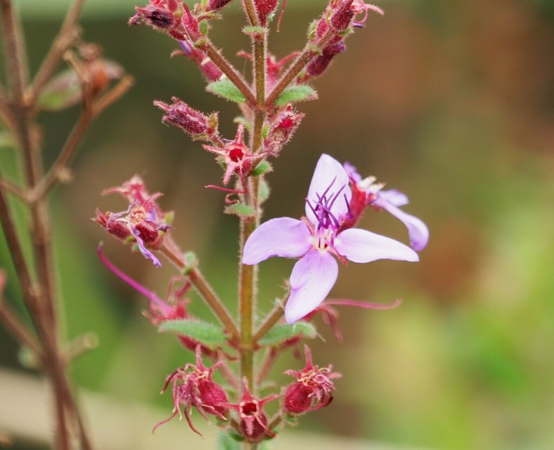 Fritzschia lanceiflora photo 3