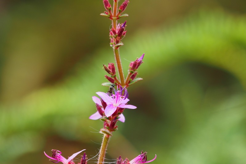 Fritzschia lanceiflora photo 4