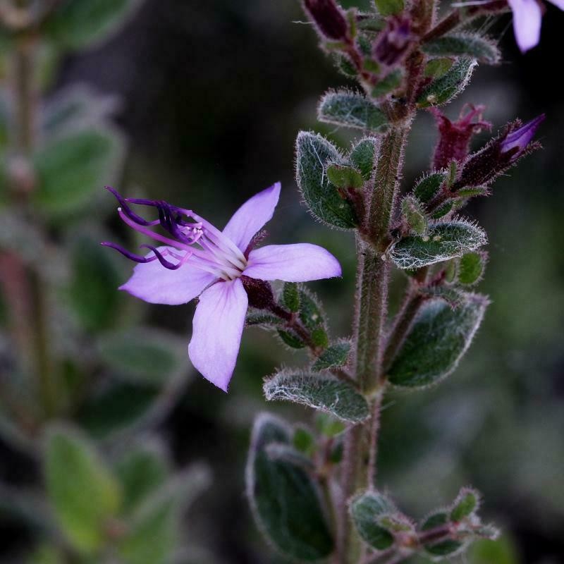 Fritzschia lanceiflora photo 5
