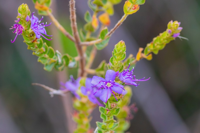 Fritzschia rupestris