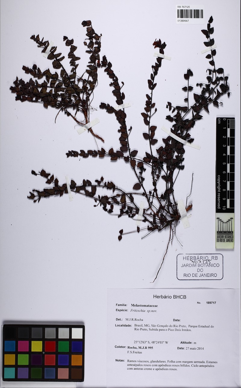 Fritzschia rupestris photo 3