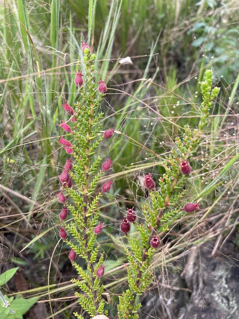 Fritzschia sertularia