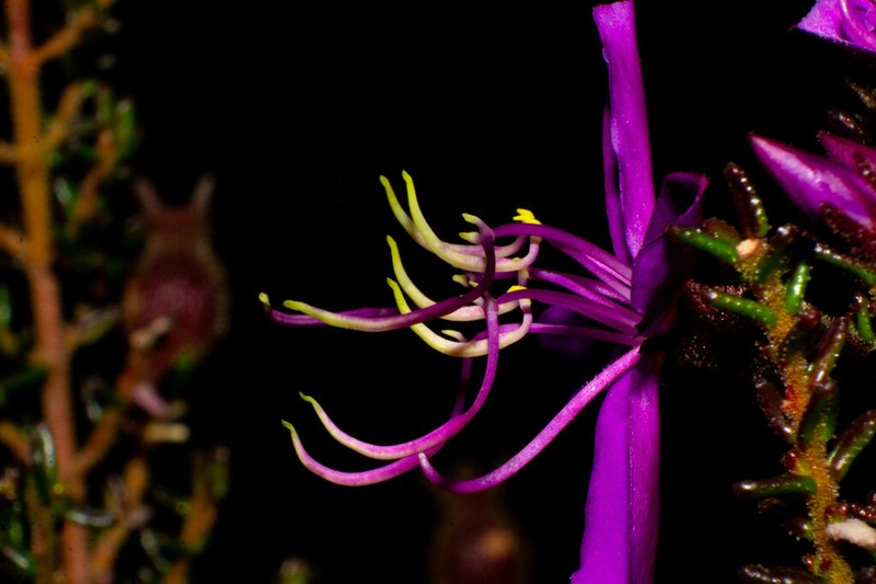 Fritzschia sertularia photo 2