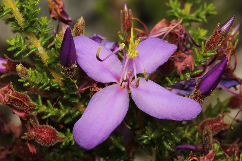 Fritzschia sertularia photo 3