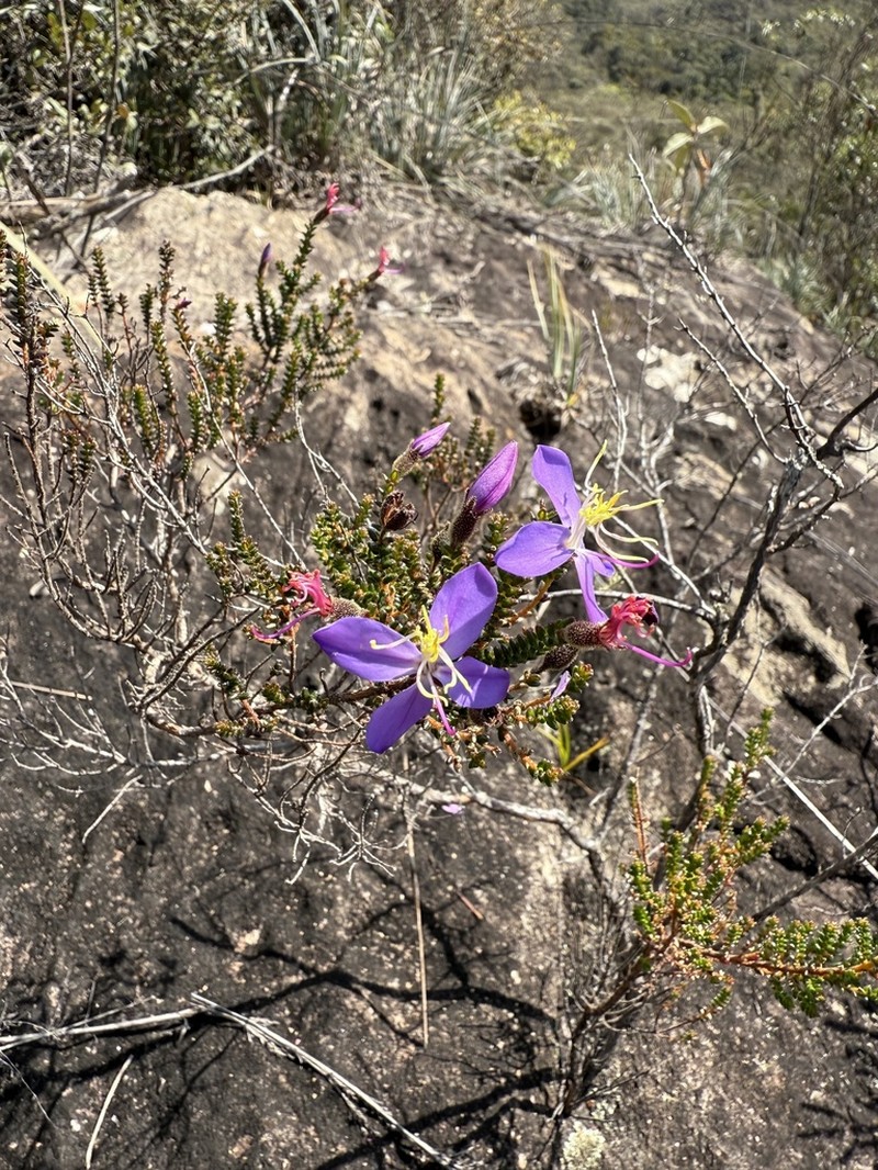 Fritzschia sertularia photo 6