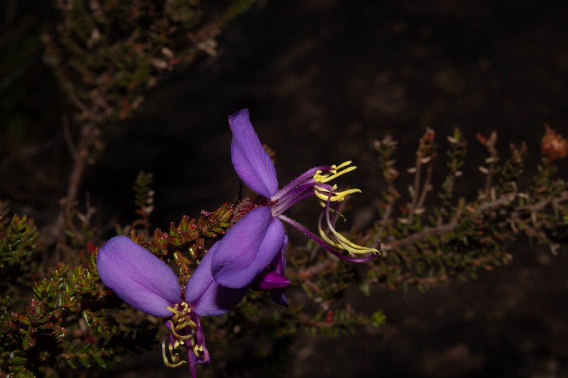 Fritzschia sertularia photo 8