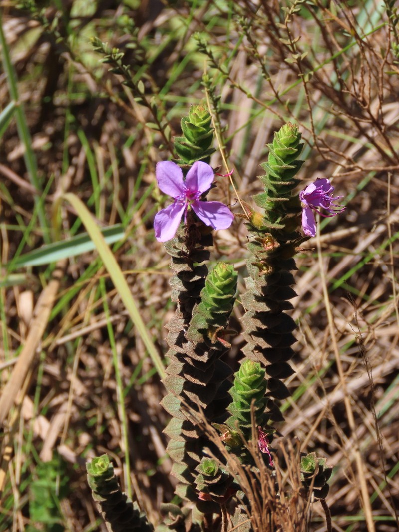 Fritzschia sessilis