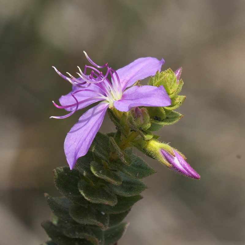 Fritzschia sessilis photo 2