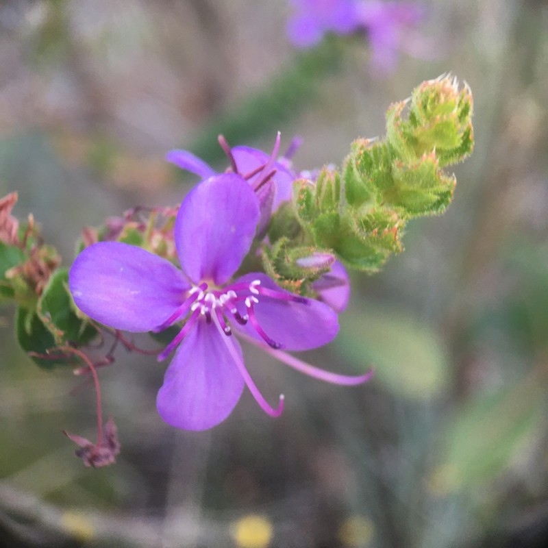 Fritzschia sessilis photo 3