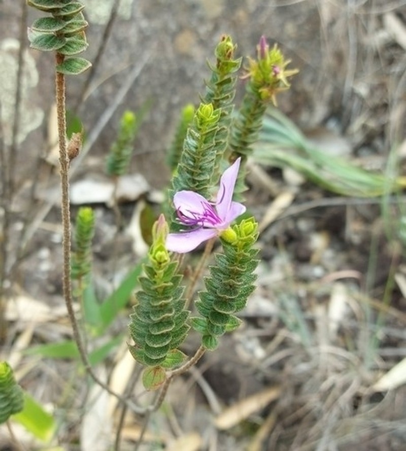 Fritzschia sessilis photo 4