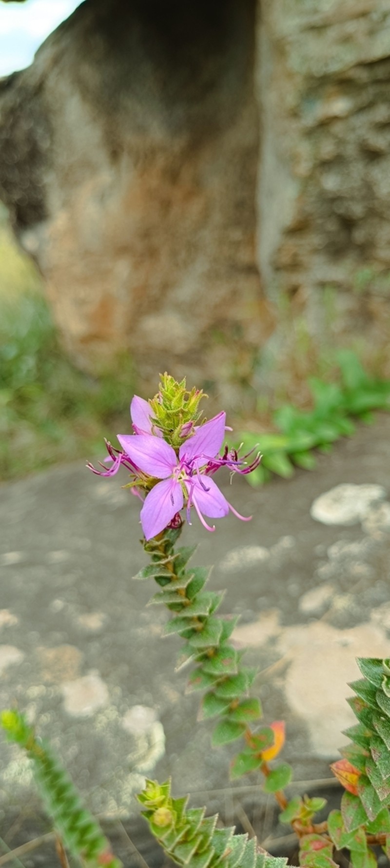 Fritzschia sessilis photo 5
