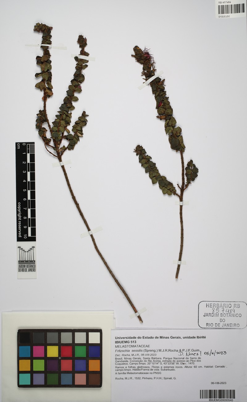 Fritzschia sessilis photo 6