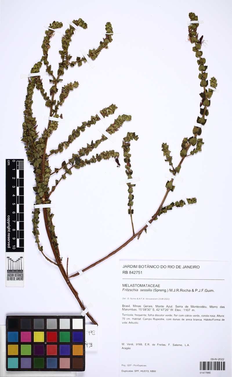 Fritzschia sessilis photo 8