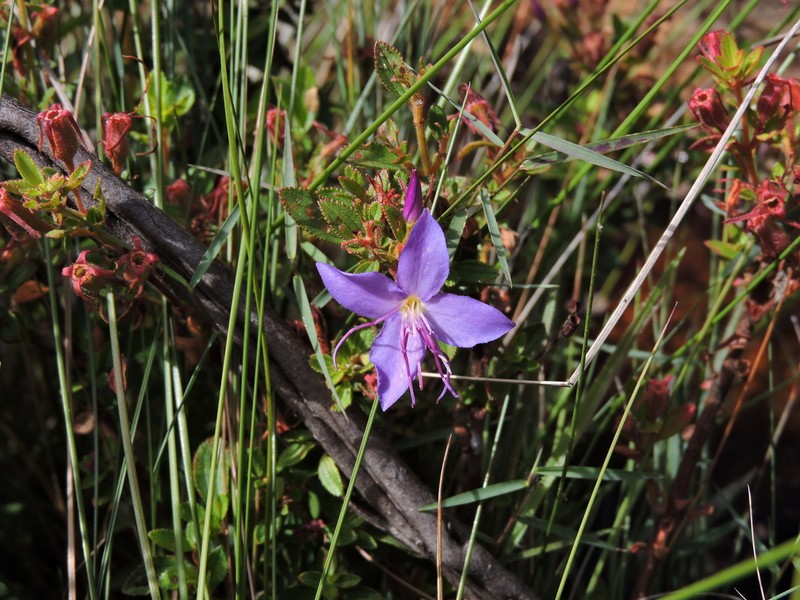 Fritzschia stenodon