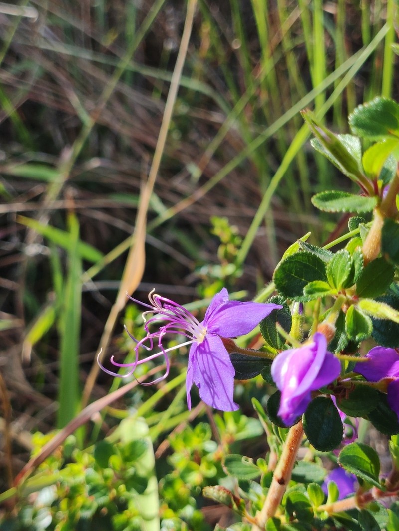 Fritzschia stenodon photo 2