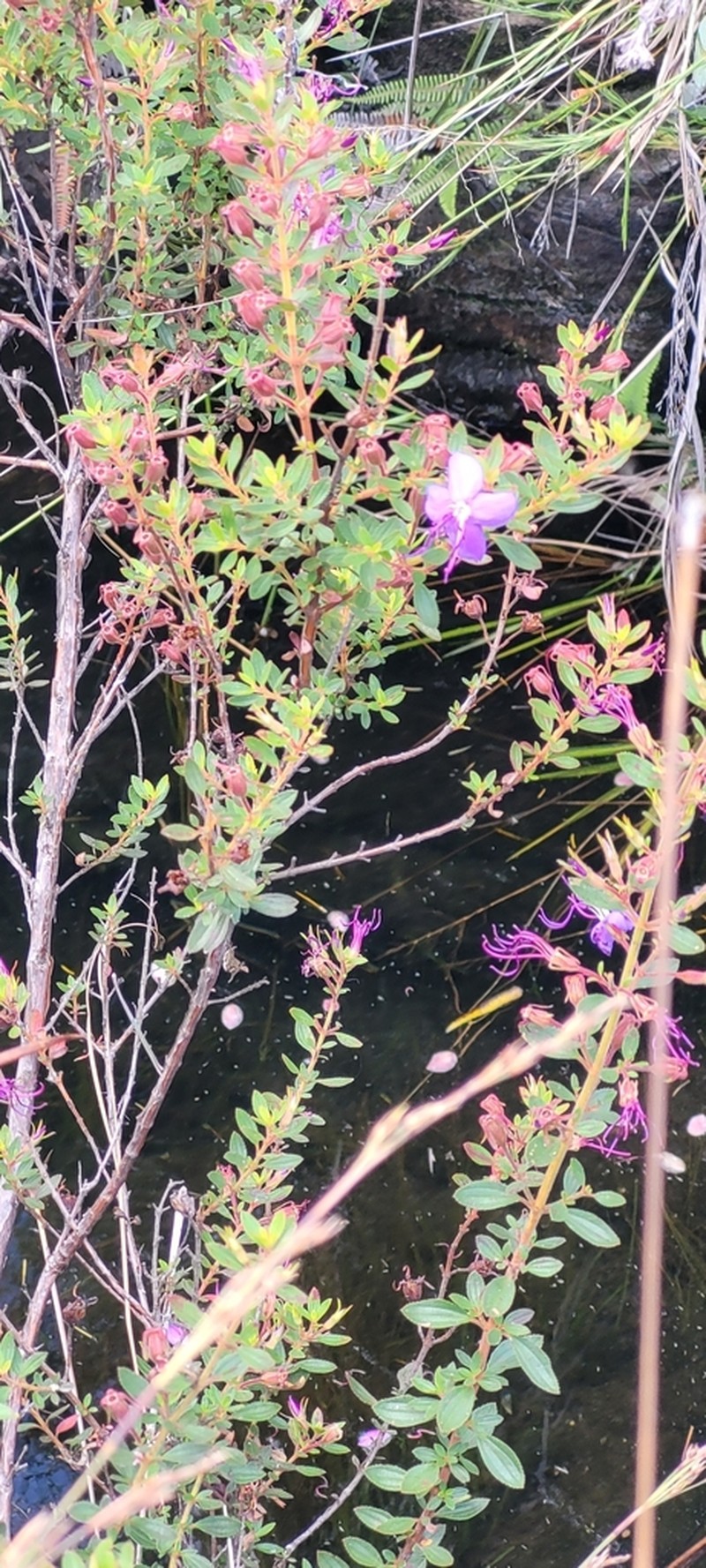 Fritzschia stenodon photo 3