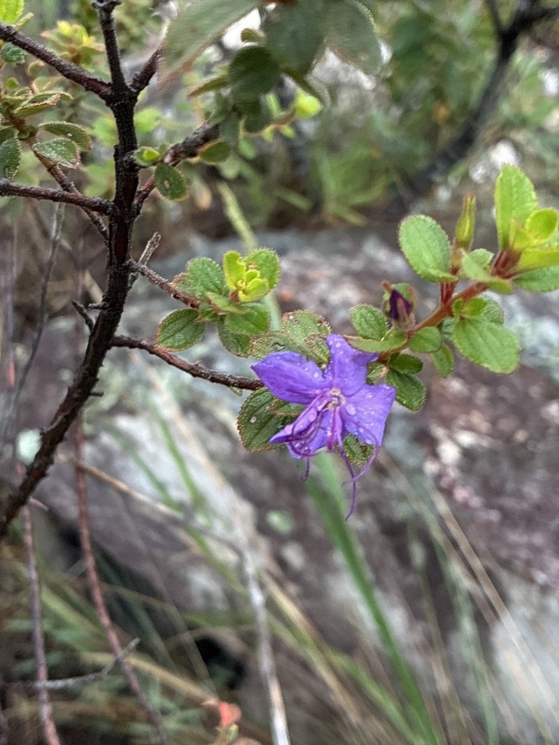 Fritzschia stenodon photo 4