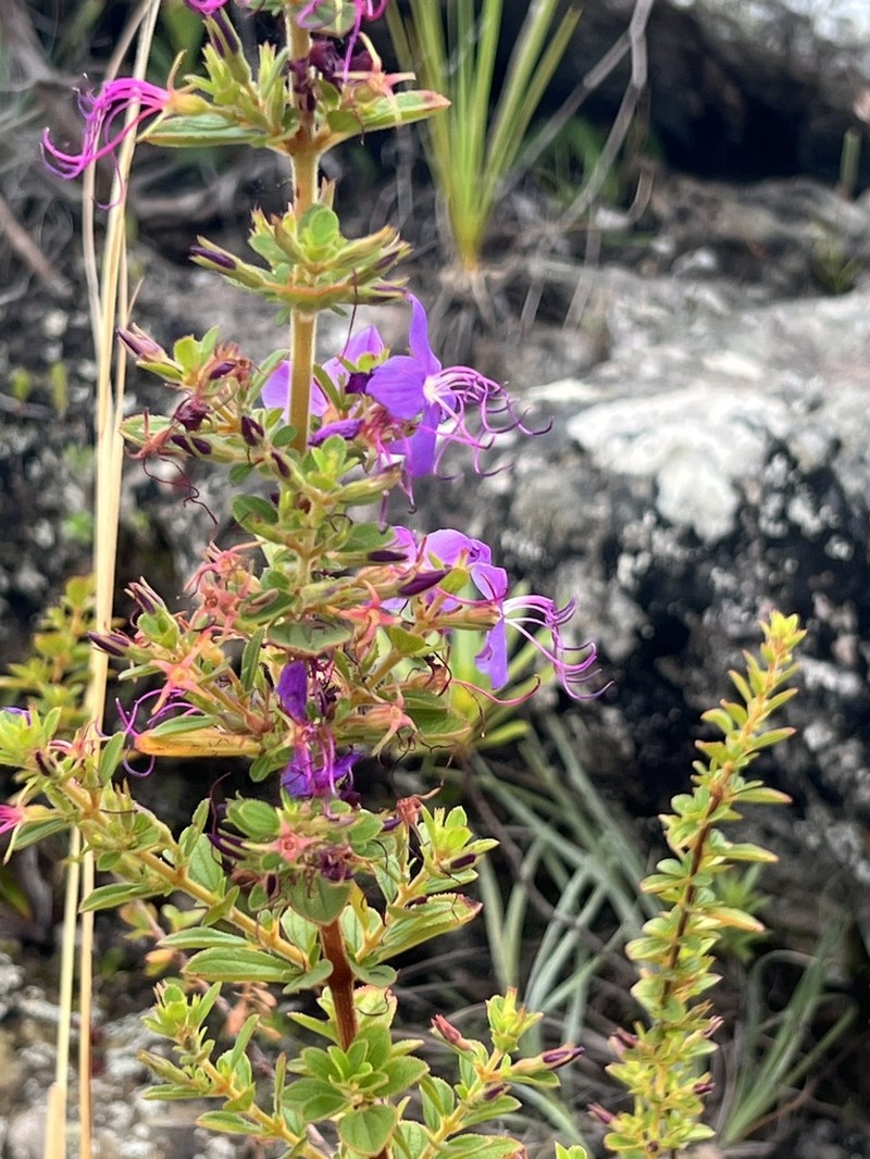 Fritzschia stenodon photo 5