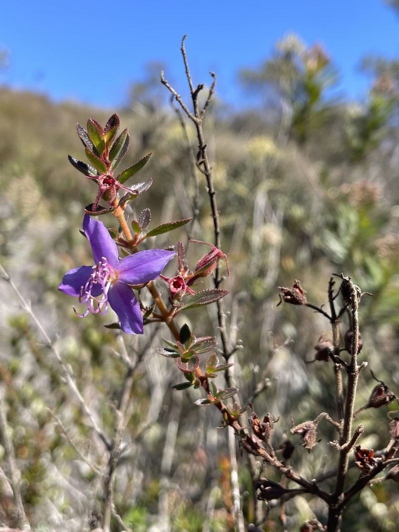 Fritzschia stenodon photo 6