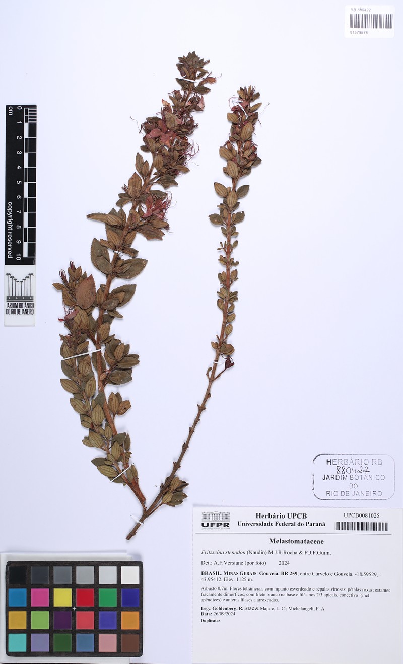Fritzschia stenodon photo 7