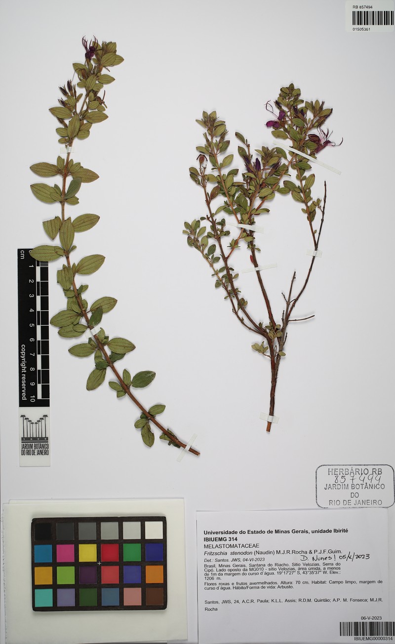 Fritzschia stenodon photo 8