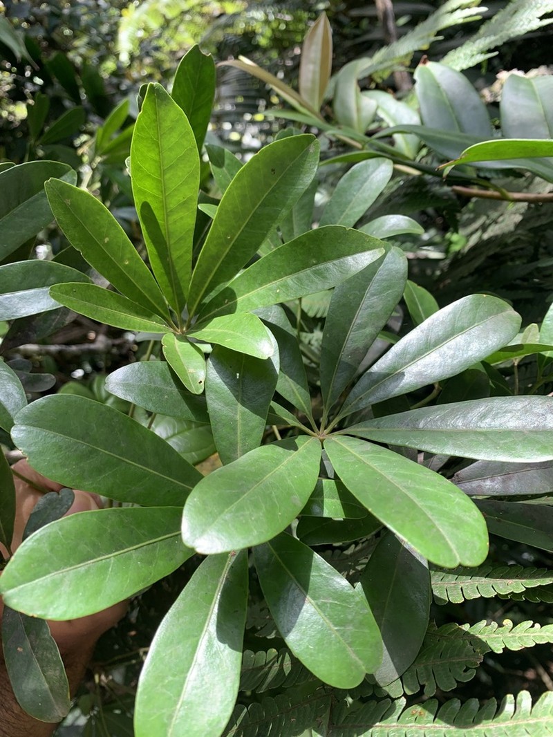 Yuquilla