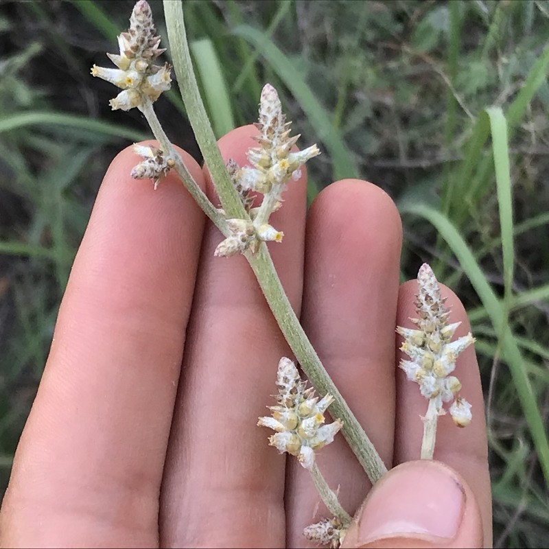 Arizona Snakecotton