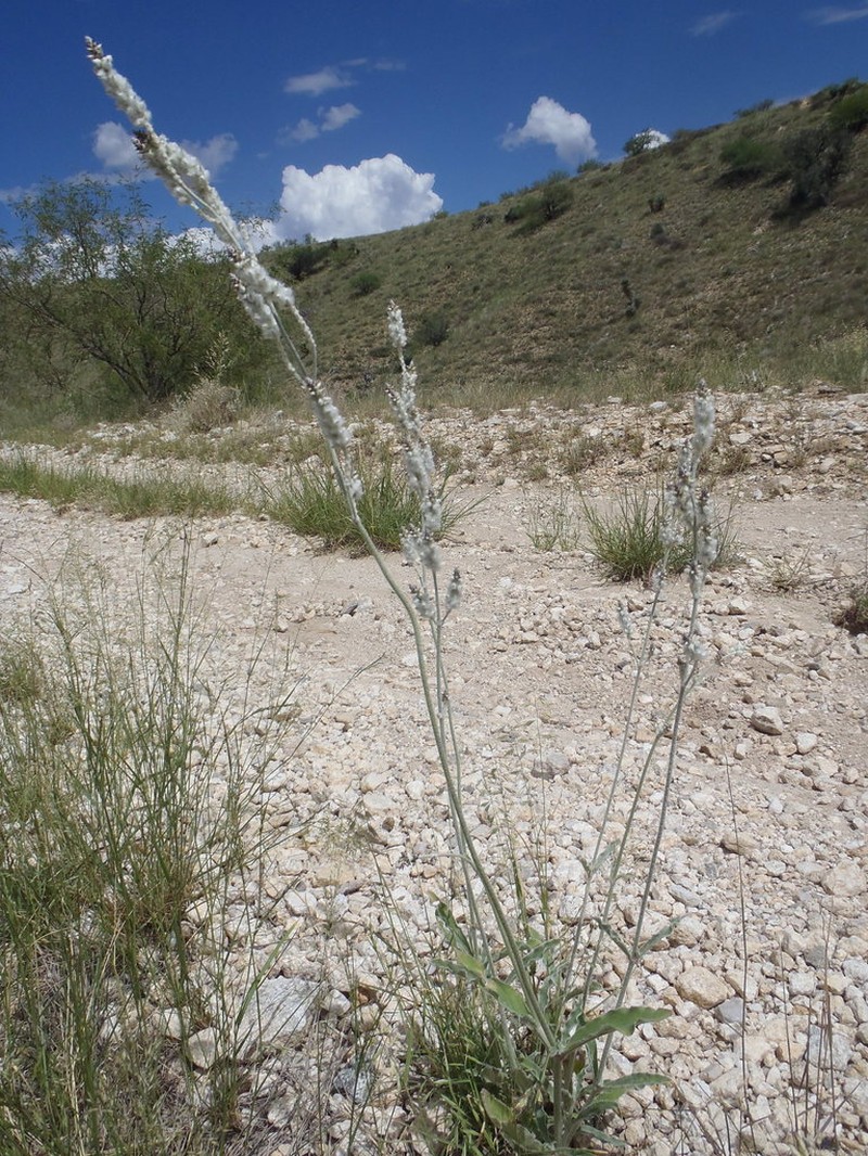 Arizona Snakecotton photo 2